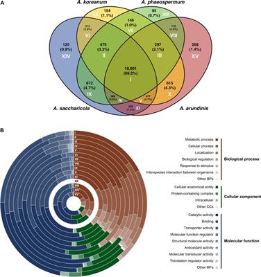 Comparative Genomics and Transcriptomics Depict Marine Algicolous Arthrinium Species as Endosymbionts That Help Regulate Oxidative Stress in Brown Algae